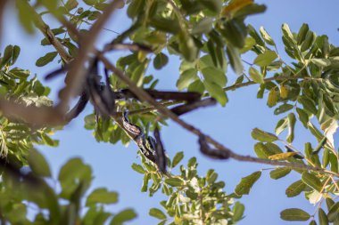 Keçiboynuzu keçiboynuzu almaya hazır.