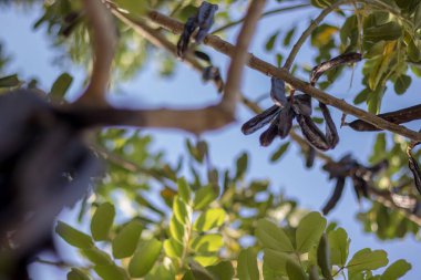 Keçiboynuzu keçiboynuzu almaya hazır.