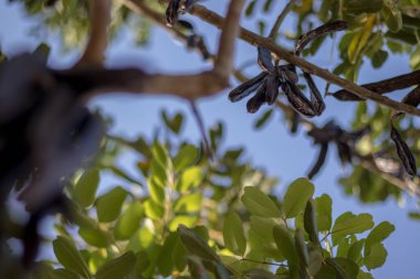 Keçiboynuzu keçiboynuzu almaya hazır.