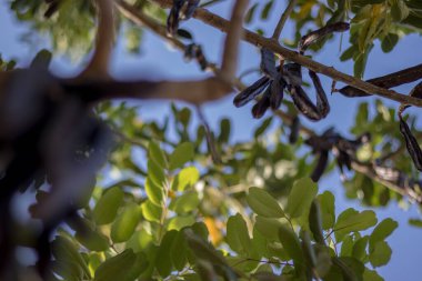 Keçiboynuzu keçiboynuzu almaya hazır.