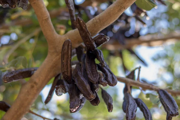 Carob Készen Áll Hogy Válasszon Egy Carob — Stock Fotó