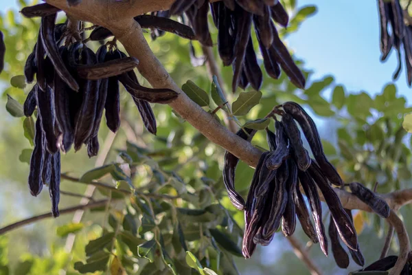 Keçiboynuzu keçiboynuzu almaya hazır.