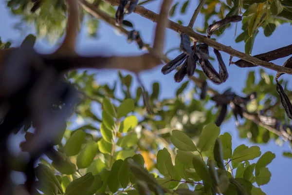 Keçiboynuzu keçiboynuzu almaya hazır.