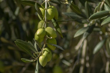 Zeytinli zeytin dalı