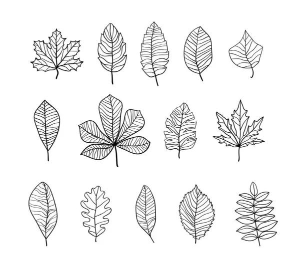 Hand Drawn Leaves Contours Set Vector Illustration — Stock Vector