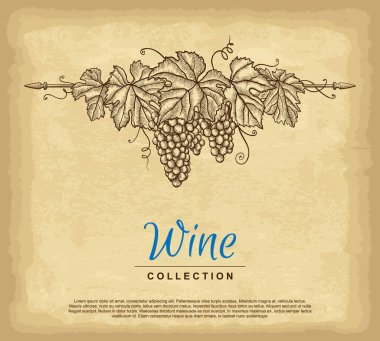 Elle çizilmiş üzüm çelengi. Eski kağıt dokusu arka planı. Tasarımının şablonu işe yarıyor. İşlenmiş biçim vektör illüstrasyonu.