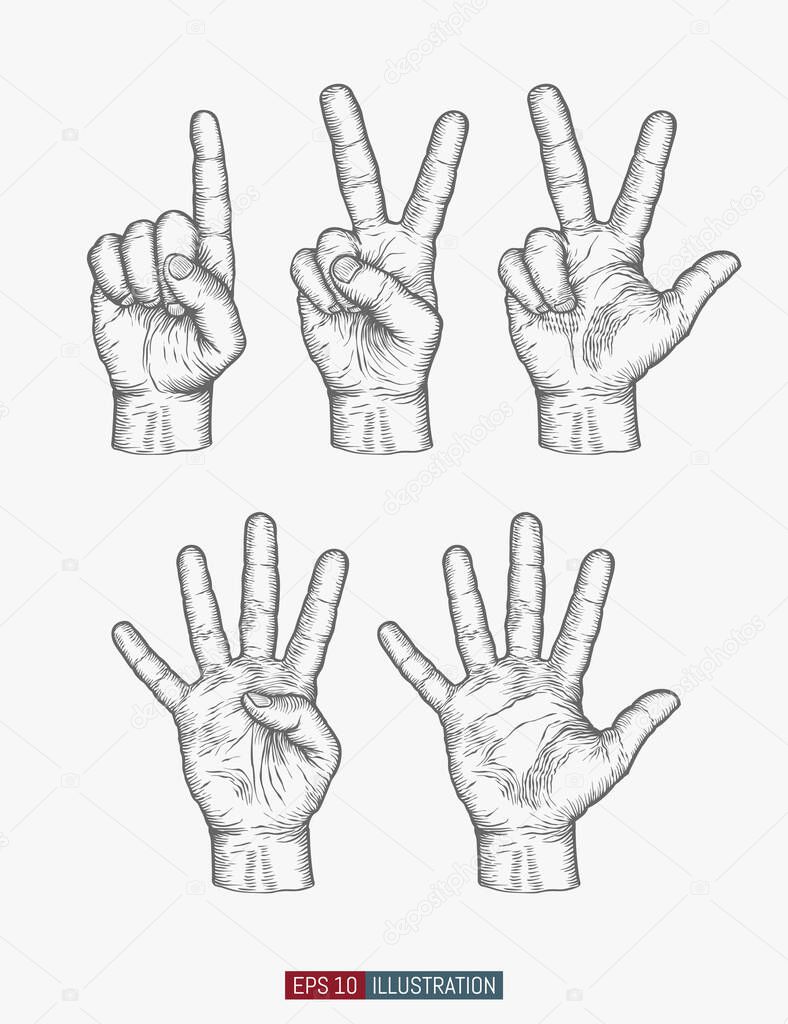 Hand drawn hands set. One, two, three, four, five gestures. Template for your design works. Engraved style vector illustration.