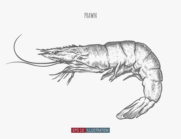 Hand Drawn Prawn Isolated Engraved Style Vector Illustration Template Your — Stock Vector