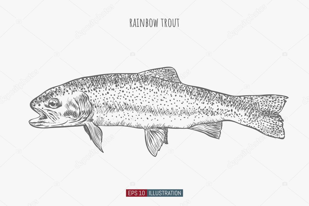 Hand drawn rainbow trout fish isolated. Engraved style vector illustration. Template for your design works.
