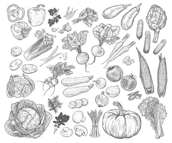 Рука Намальована Свіжими Овочами Шаблон Ваших Дизайнерських Робіт Гравірований Стиль — стоковий вектор