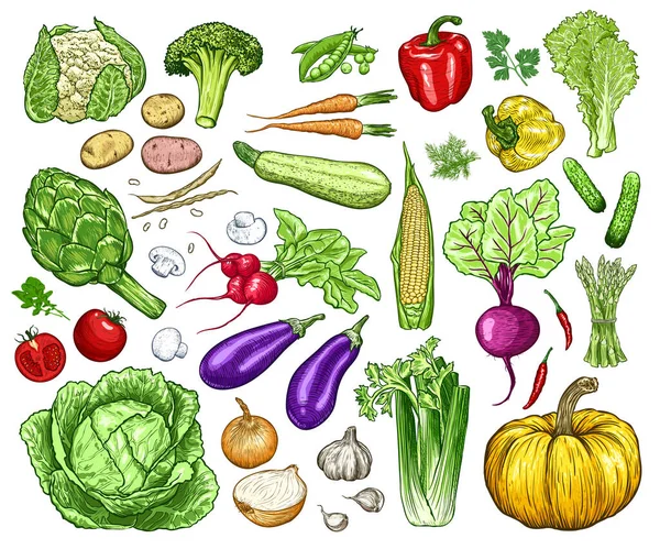 Set Verduras Frescas Dibujadas Mano Plantilla Para Sus Trabajos Diseño — Vector de stock