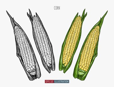 El yapımı mısır. Tasarımının şablonu işe yarıyor. İşlenmiş biçim vektör illüstrasyonu.