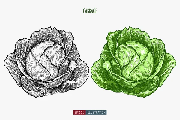 Repolho Desenhado Mão Modelo Para Seu Projeto Funciona Ilustração Vetorial — Vetor de Stock