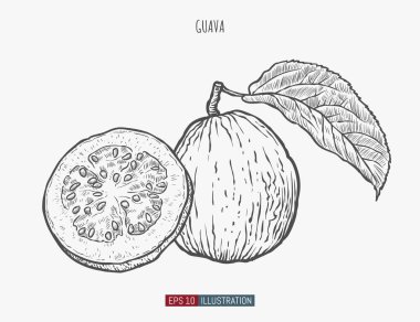 El yapımı guava yalıtılmış. Tasarımının şablonu işe yarıyor. İşlenmiş biçim vektör illüstrasyonu.