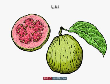 El yapımı guava yalıtılmış. Tasarımının şablonu işe yarıyor. İşlenmiş biçim vektör illüstrasyonu.