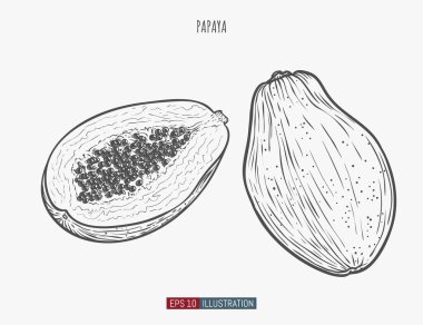 El yapımı papaya yalıtılmış. Tasarımının şablonu işe yarıyor. İşlenmiş biçim vektör illüstrasyonu.