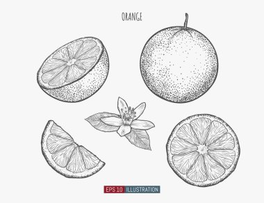 Elle çizilmiş turuncu. Tasarımının şablonu işe yarıyor. İşlenmiş biçim vektör illüstrasyonu.