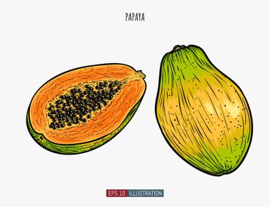 El yapımı papaya yalıtılmış. Tasarımının şablonu işe yarıyor. İşlenmiş biçim vektör illüstrasyonu.