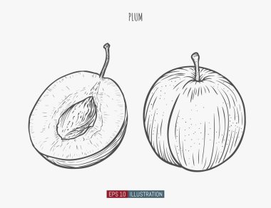 El yapımı erik yalıtılmış. Tasarımının şablonu işe yarıyor. İşlenmiş biçim vektör illüstrasyonu.