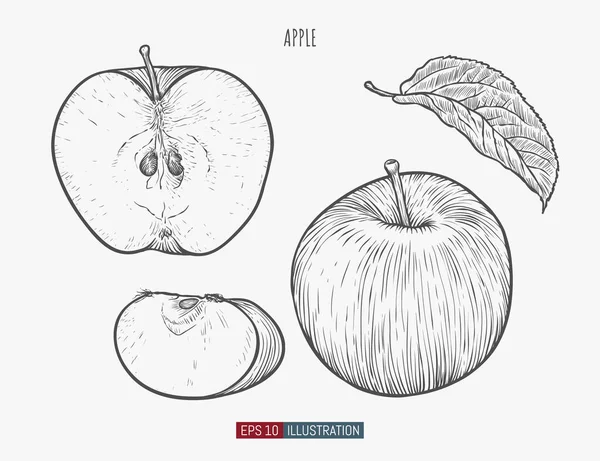 Ručně Kreslené Jablko Izolované Šablona Pro Váš Design Funguje Vektorová — Stockový vektor