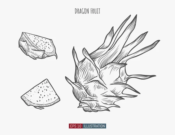 Fruit Dragon Dessiné Main Isolé Modèle Pour Vos Travaux Conception — Image vectorielle