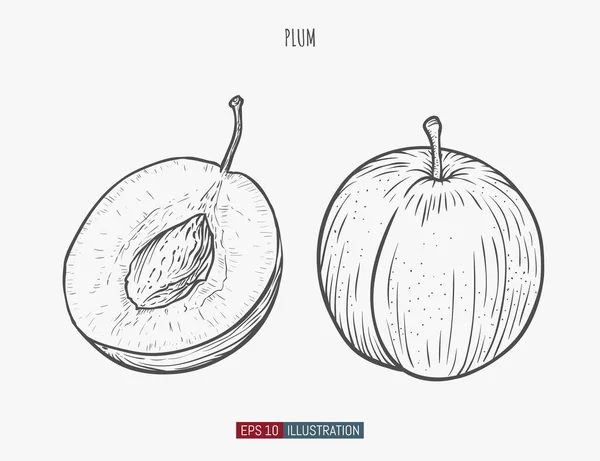 Ameixa Desenhada Mão Isolada Modelo Para Seu Projeto Funciona Ilustração — Vetor de Stock
