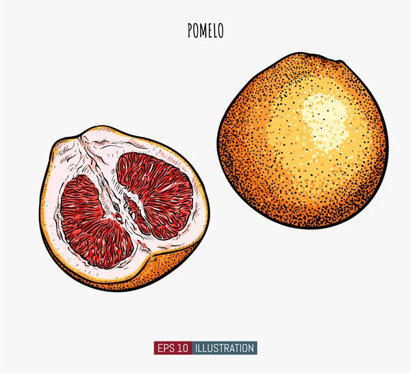 Pomelo Dessiné Main Isolé Modèle Pour Vos Travaux Conception Illustration — Image vectorielle