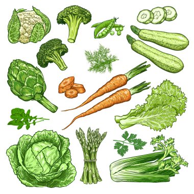Elle çizilmiş taze sebzeler. Tasarımının şablonu işe yarıyor. İşlenmiş biçim vektör illüstrasyonu.
