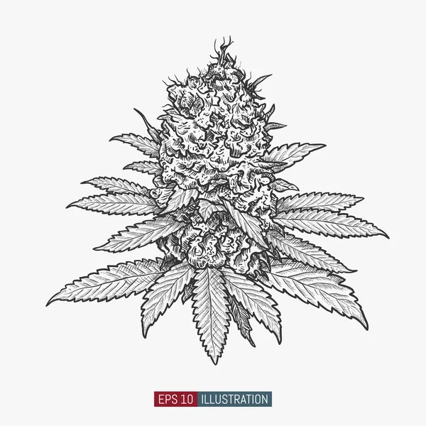 El yapımı marihuana. Yapraklar ve tomurcuklar. Esrar tomurcukları izole edilmiş. Tasarımının şablonu işe yarıyor. İşlenmiş biçim vektör illüstrasyonu.