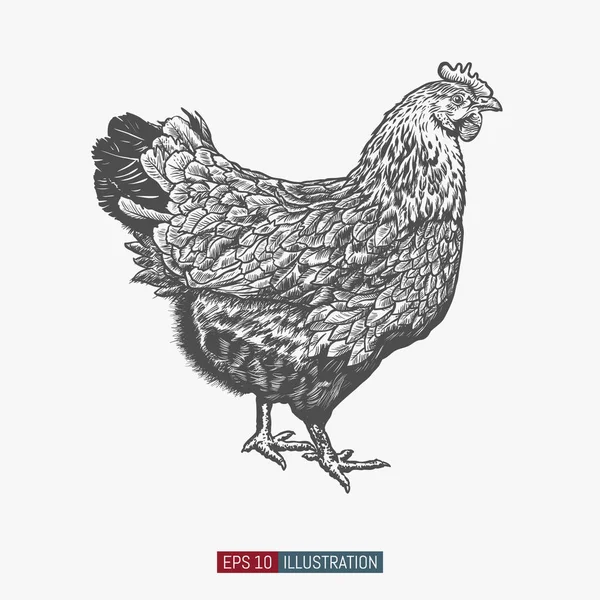 Pollo Extraído Mano Aislado Ilustración Vectores Estilo Grabado Plantilla Para — Archivo Imágenes Vectoriales