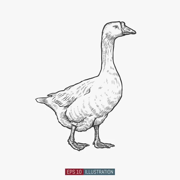 Hand Drawn Goose Isolated Engraved Style Vector Illustration Template Your — Stock Vector