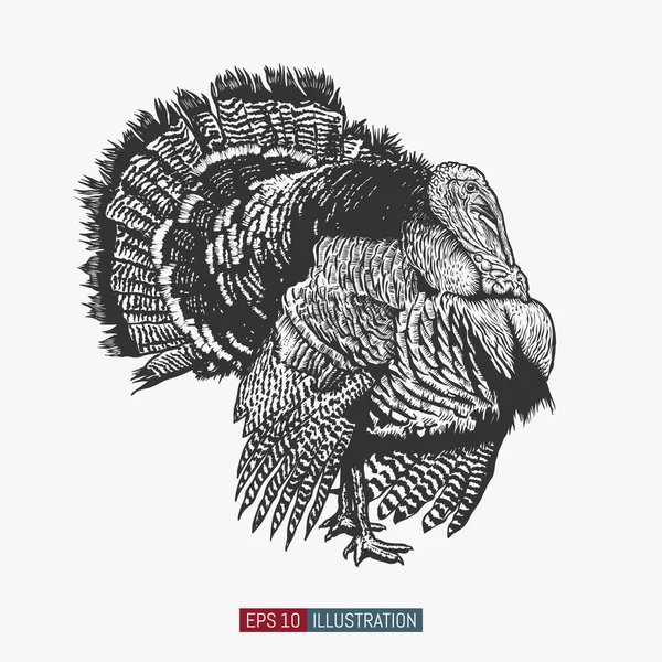 Hand Drawn Turkey Bird Isolated Engraved Style Vector Illustration Template — Stock Vector