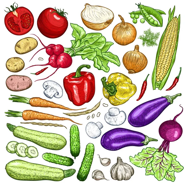 Ручной Набор Свежих Овощей Шаблон Ваших Дизайнерских Работ Векторная Иллюстрация — стоковый вектор
