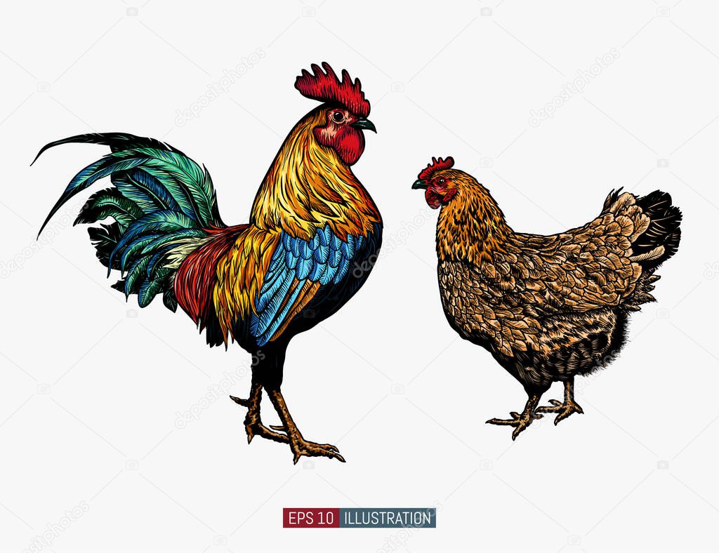 Hand drawn rooster and chicken isolated. Engraved style vector illustration. Template for your design works.