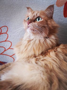 Kanepede kırmızı Sibirya kedisi 