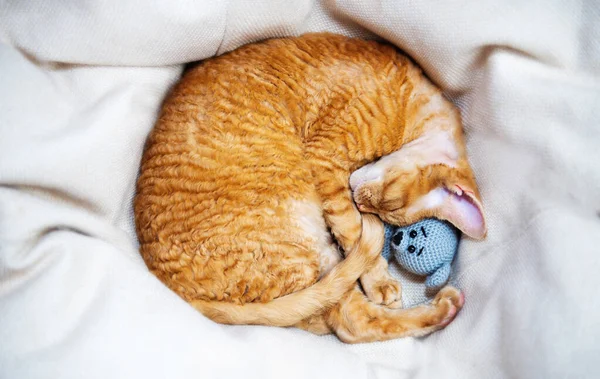 A sleeping kitten with a soft knitted toy sleeps rolled into a ball.