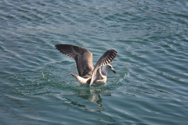 Martı denizin dalgalarına iniş yaptı..