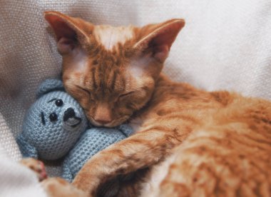 Yumuşak örgü bir oyuncakla uyuyan kedi yavrusu.