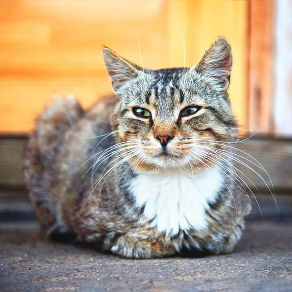 A fluffy cat with a long mustache is resting with folded paws.