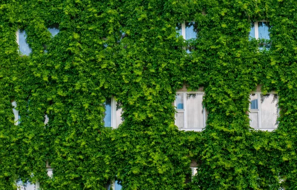 Çok katlı sarmaşıkla sarmalanmış bir duvar.