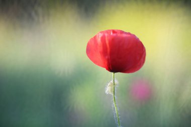 haşhaş alanla çiçekler ve kokulu otlar, manzara, fotoğraf.