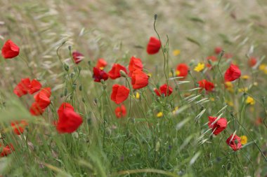 haşhaş alanla çiçekler ve kokulu otlar, manzara, fotoğraf.