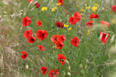 haşhaş alanla çiçekler ve kokulu otlar, manzara, fotoğraf.