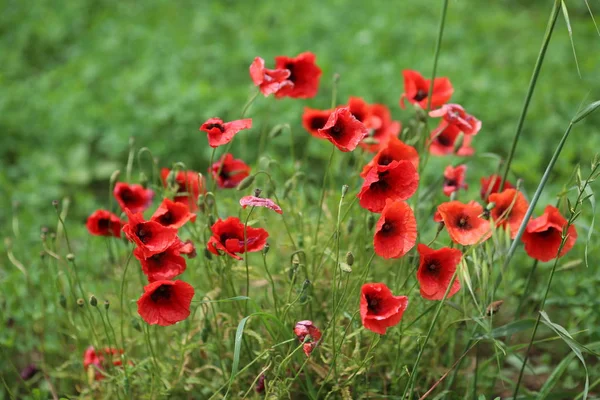 poppy field with flowers and fragrant herbs, landscape, picture.