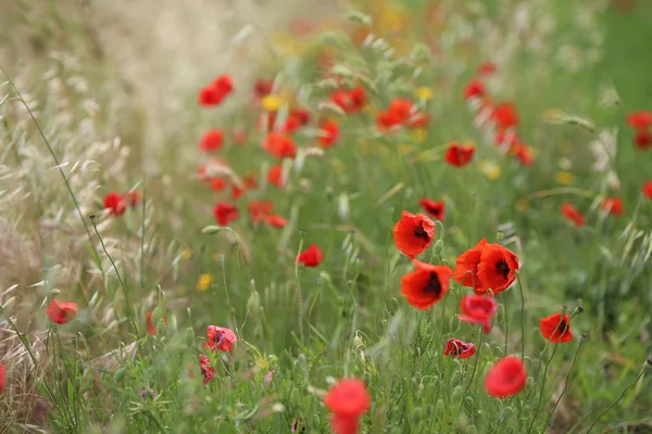 poppy field with flowers and fragrant herbs, landscape, picture.