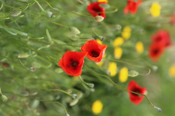 poppy field with flowers and fragrant herbs, landscape, picture.