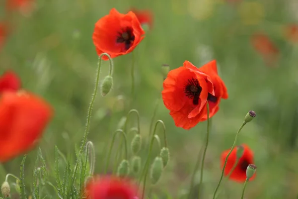 poppy field with flowers and fragrant herbs, landscape, picture.