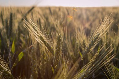 manzara, büyük bir buğday alanında yaz ortasında, spikelets güzel dalga ayarı güneşin kapatın