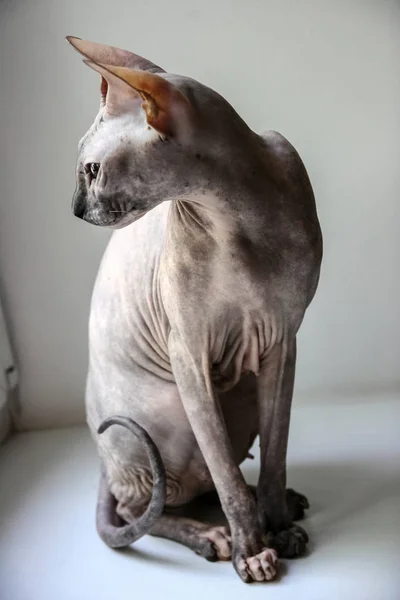Graue Sphinxkatze Sitzt Auf Einem Weißen Fensterbrett Und Blickt Den — Stockfoto