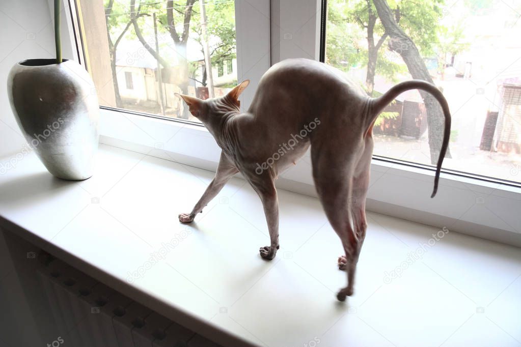 gray sphinx cat arches on a white window sill and looks out the window